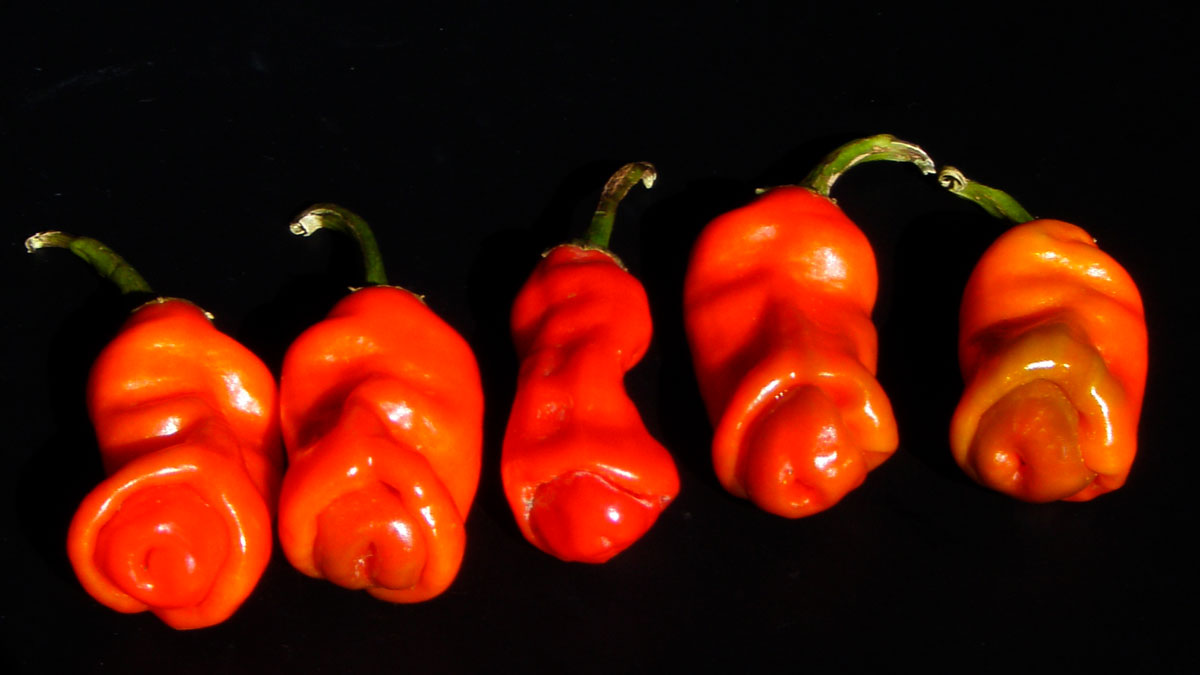 Peter Pepper Seeds Peter Pepper Seeds