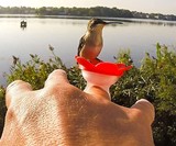 Hummingbird Ring Feeder