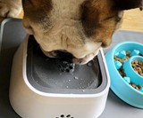 TagME Dripless Dog Water Bowl