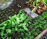 Seeding Square - Square Foot Gardening Template