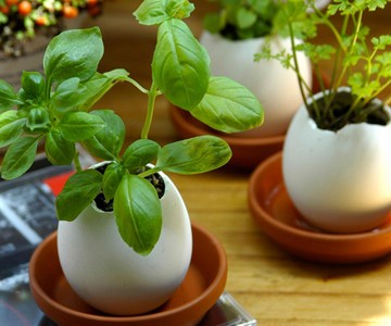 Eggling Crack & Grow Plants Eggling Crack & Grow Plants
