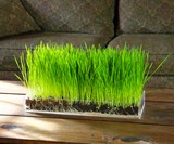 Grow 'n' Serve Microgreen Kits