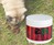 Stop Eating Poop Remedy for Dogs Stop Eating Poop Remedy for Dogs