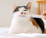 ForCatCare Purring Electric Toothbrush for Cats