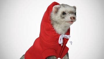 Ferret Hoodie Ferret Hoodie