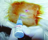 3M Vetbond Tissue Adhesive