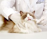 ForCatCare Purring Electric Toothbrush for Cats