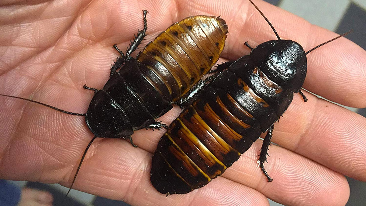 Sexed Pair of Madagascar Hissing Cockroaches Sexed Pair of Madagascar Hissing Cockroaches