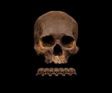 Human Skull Chocolates Human Skull Chocolates