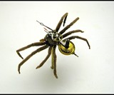 Steampunk Insects-2307