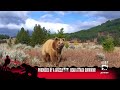 Anti-Bear-Attack Pack