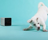Pet Cube