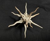 Kraken D20 Die