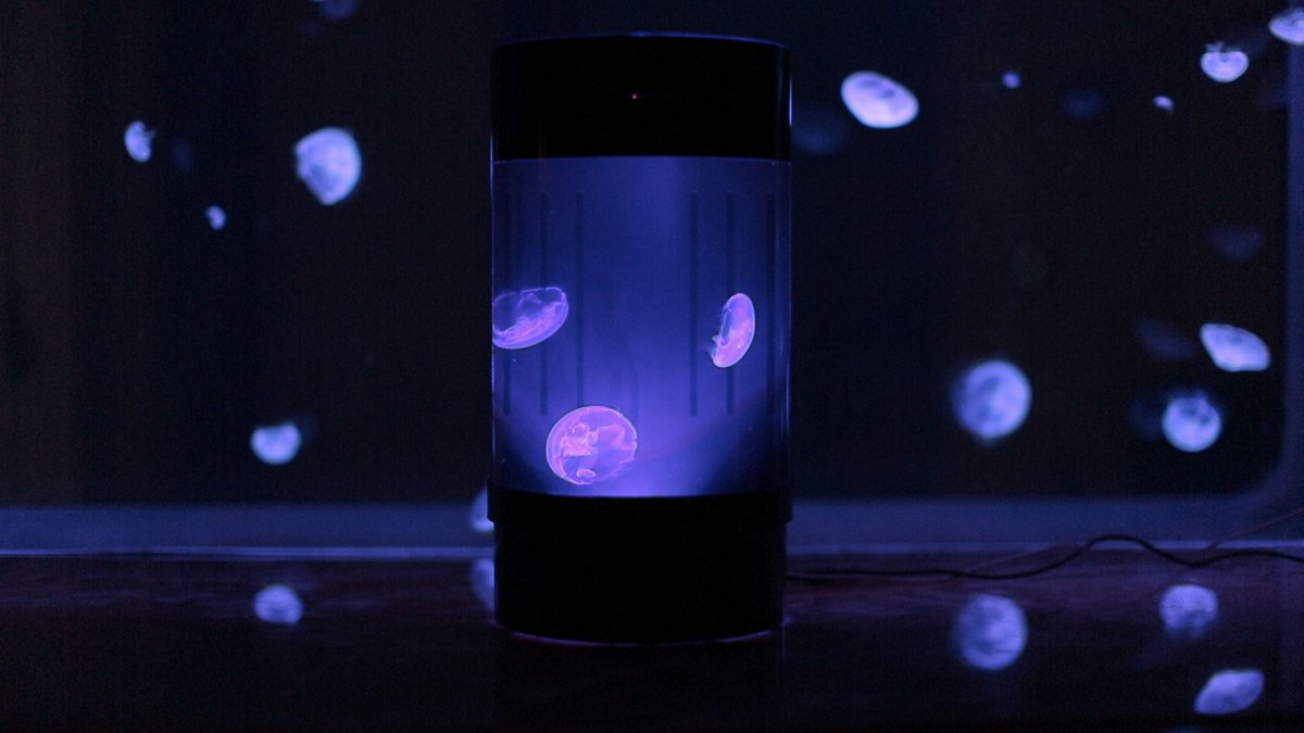 Pet Jellyfish Aquarium
