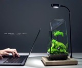 TerraLiving Preserved Moss Terrariums