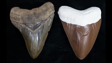 Chocolate Megalodon Shark Teeth