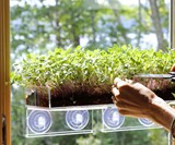 Grow 'n' Serve Microgreen Kits