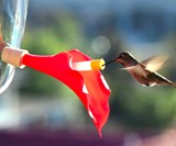 HummViewer Wearable Hummingbird Feeder