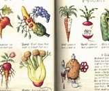 Codex Seraphinianus: The Strangest Book Ever Made