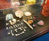 Anatomical Gummi Bear Parts