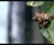 Epic Frog Escape