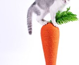 Carrot Cat Scratching Post