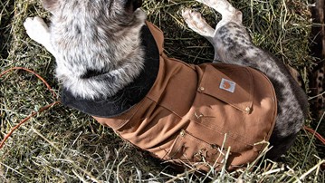 16 of the Most Paw-Pular Dog Gifts for 2023