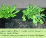 Glowing Plants