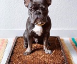 The Bark Potty