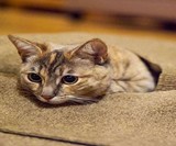 The Ripple Rug Cat Play Mat