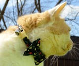 Bow Tie Cat Collars