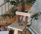 Sycamore Cat Tree House