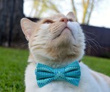 Bow Tie Cat Collars