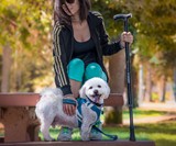 Pet Defender Stun Sticks