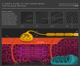 A Guide to Muscles