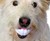 Humunga Chomp Dog Toy