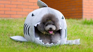 Shark Puppy Bed