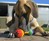 Schnuzzle - Scent-Based Dog Toys