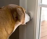 Mighty Paw Smart Bell for Dogs