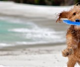 Better Than His Tail: Top 9 Toys to Occupy Your Dog
