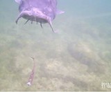 Strike Cam Underwater Fishing Camera