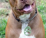 Bottle Opener Dog Tags