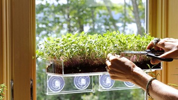 Grow 'n' Serve Microgreen Kits Grow 'n' Serve Microgreen Kits