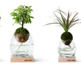 Torch Plant Light Botanical Candle