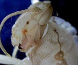 Celestron 5 MP LCD Digital Microscope