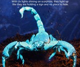 UV Black Light Flashlight
