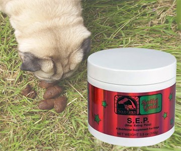 Stop Eating Poop Remedy for Dogs Stop Eating Poop Remedy for Dogs