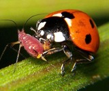 1,500 Live Ladybugs