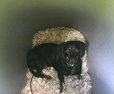 DogEden - Underground Dog House