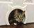 The Kitty Pass Interior Cat Door The Kitty Pass Interior Cat Door